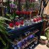 Fleuriste St Valentin, Agapanthe Fleurs à St Jean de Védas (34430)