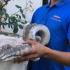 Vases et décorations d’hotel, objet lourds et fragiles 