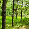 Dans un environnement de verdure