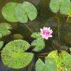Jardin Japonais