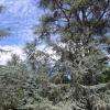 Forêt bleue