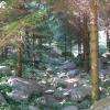 Forêt vosgienne