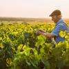 Assurances Allianz pour les professions agricoles, agriculteurs et viticulteurs.