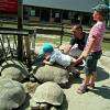 très grande proximité avec les tortue !