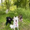 Alta Dog 
Clément Simon
Educateur et comportementaliste canin – Troyes et ses alentours
