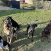 Alta Dog 
Clément Simon
Educateur et comportementaliste canin – Troyes et ses alentours
