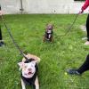 Alta Dog 
Clément Simon
Educateur et comportementaliste canin – Troyes et ses alentours
