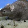 Piège à rat souris