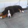 Bouvier
