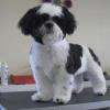 TRIBU
SHIH-TZU