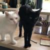 Un échange de garde de chats à Paris