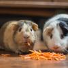 Un échange de garde de cochons d'inde à Lyon