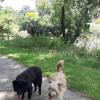 Un échange de garde de chien entre Filou et Léon à Nantes, balade en bord de Sèvres 