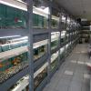 Aperçu de notre zone aquariophilie