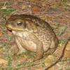 Maître Crapaud