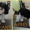Shih tzu coupe ciseaux "nounours"