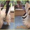 Westie trimming (épilation manuelle)