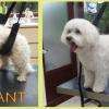 Bichon en coupe ciseaux "nounours"