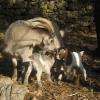 Les chèvres du parc animalier d'Aoubré
