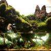 Paludarium - Réalisation Laurent Garcia