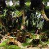 Saddar Cave - Aquarium de 300 litres