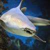 Requin nourrice