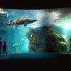 Amphithéâtre des requins©AquariumLaRochelle