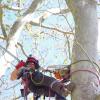 Arbiose élagage, abattage d'arbre, élagueurs à Brignoles