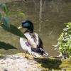 Petit canard
