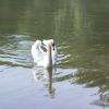 Cygne