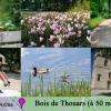 Le bois de Thouars à 50 mètres de l'hôtel