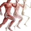 Ostéopathie pour les sportifs 