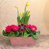 Jolie composition de plantes