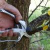 Abattage d'arbre 44