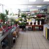 Choix de fleurs et plantes