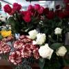 Roses de l'équateur