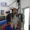 chien pendant l'installation sur la table