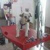 chien après toilettage soigné