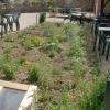 Le jardin aromatique - Auberge d'Oncieu