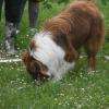 Chien truffier en exercice