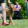 Aur’regard Canin Educateur et comportementaliste canin dans l’Eure et la Seine Maritime