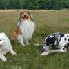 Aur’regard Canin Educateur et comportementaliste canin dans l’Eure et la Seine Maritime
