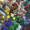 Fleurs et plantes d'extérieur en vente chez le fleuriste Auteur de Fleurs à Villefranche de Lauragais (31)