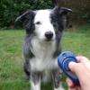 Aries apprend au clicker