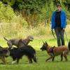 Après une séance de travail, les chiens se défoulent lors d'un cours collectif