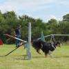 Cours d'Agility sur mon terrain