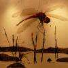 Alain Pélaprat " Odonata"