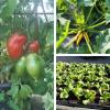 Vente directe de légumes de saisons proche de Tours, Aux Serres Hermitoises