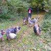 Balade canine au plateau de la Borne.