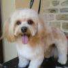 Bichon Havanais en coupe au ciseaux